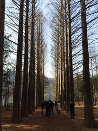 People walking on pathway along trees in forest