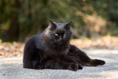 Portrait of black cat sitting outdoors