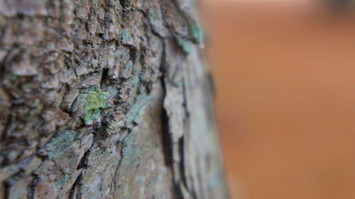 Close-up of tree trunk