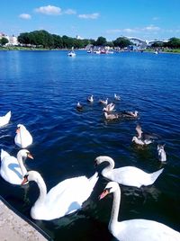 Birds in calm lake