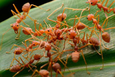 Close-up of insect on plant