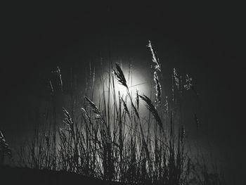 Close-up of silhouette plants against sky at night