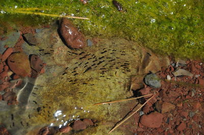 High angle view of crab on rock by lake