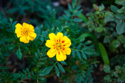 Close-up of yellow flowering plant