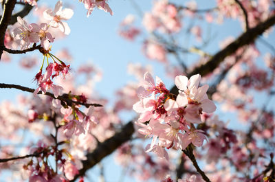 Close-up of pink cherry blossom