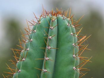 Close-up of prickly pear cactus