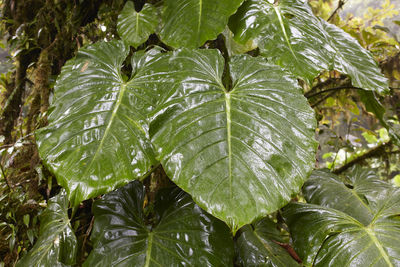 Full frame shot of leaves