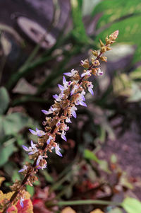 Close-up of purple flowering plant