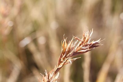 Close-up of wheat growing on field