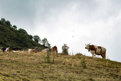 Animals in mountain