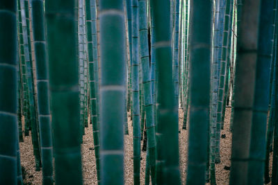 Full frame shot of bamboo grove