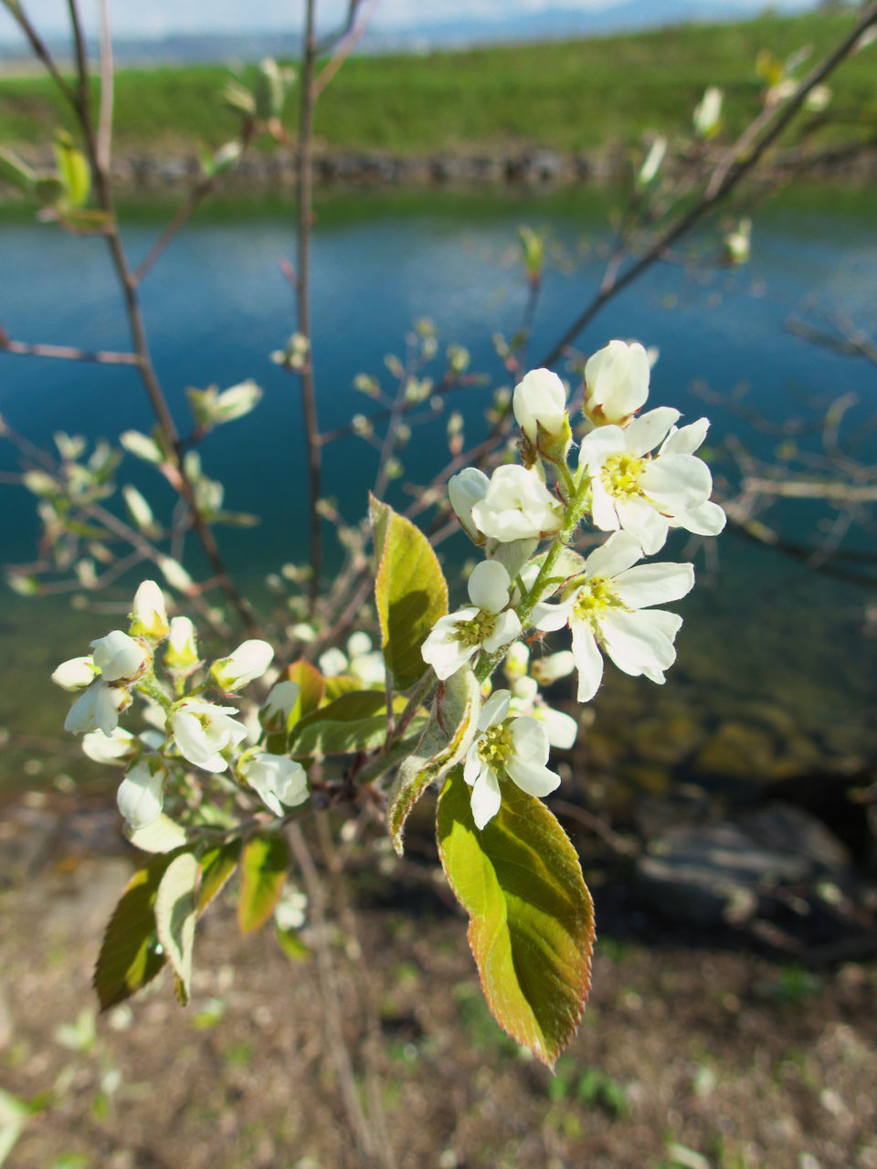 CLOSE-UP OF FLOWERING PLANT WITH WATER DROPS