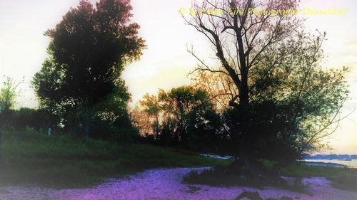 Trees on field against sky at sunset
