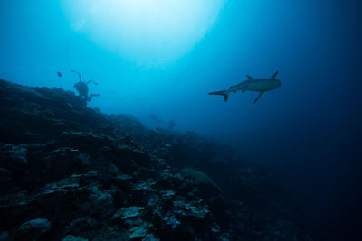 Scuba diver and whale swimming in sea