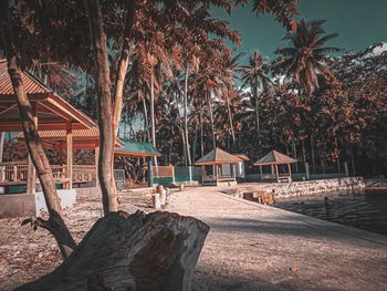 Palm trees on beach