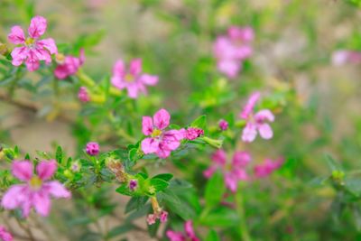 Close-up of pink flowering plant