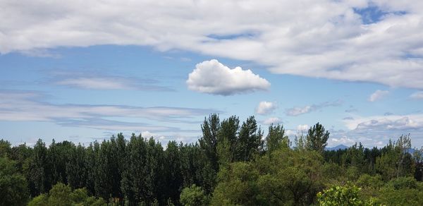 Low angle view of trees against sky