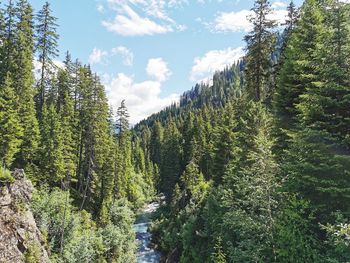 Scenic view of forest against sky