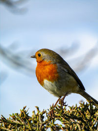 Close-up of bird perching on a tree