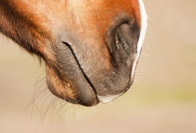 Close-up of a horse