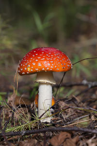 Close-up of fly agaric mushroom