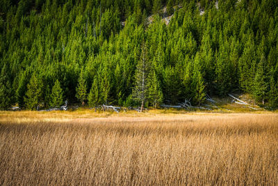 Autumn colors and textures near midway geyer basin in yellowstone national park