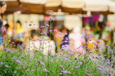 Close-up of purple flowering plants on land