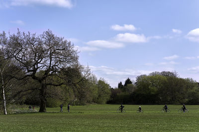 View of trees on field against sky