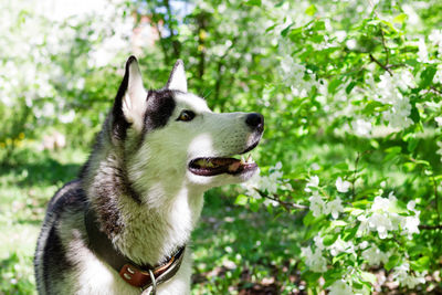 Portrait of smiling grey and white husky dog in a garden with blossom white flowers of apple tree.