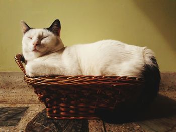 Close-up of cat in basket