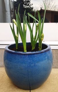 potted plant