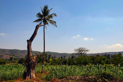 Coconut palm trees on field against sky