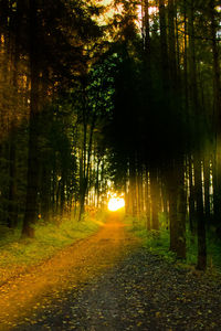 Trees in forest during sunset