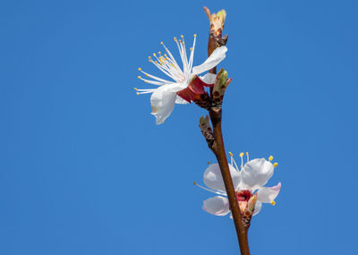 Low angle view of white cherry blossoms against clear blue sky