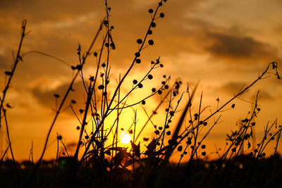 Close-up of silhouette plants against sunset sky