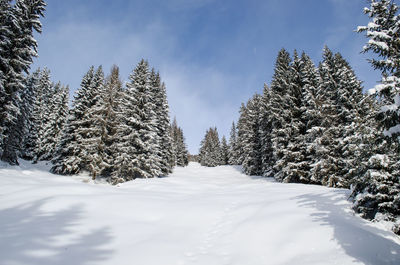 Snow covered trees in forest against sky