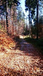 Trees in forest