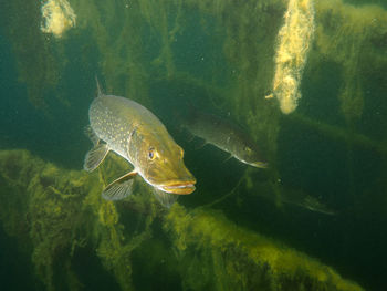 Fish swimming in sea