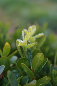 Close-up of green plant