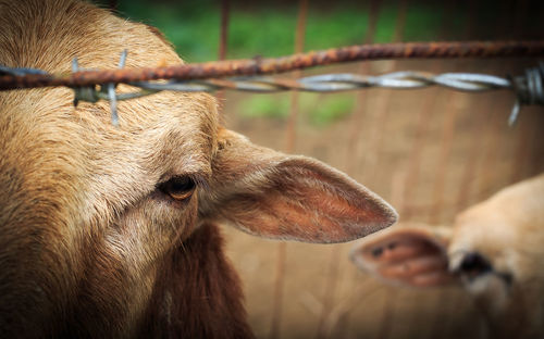 Close-up of cow