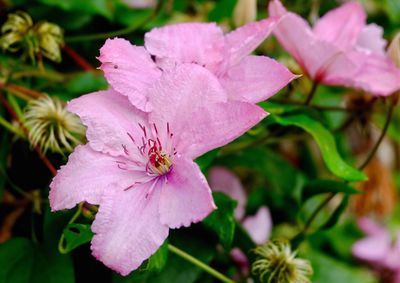 Close-up of pink flower blooming outdoors