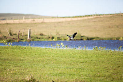Bird flying over a field