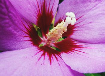 Close-up of pink hibiscus blooming outdoors