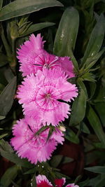 Close-up of flowers blooming outdoors