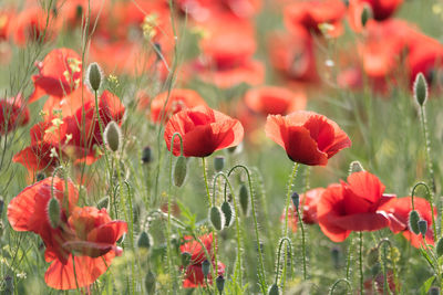 Close-up of red poppy flowers in field