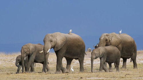View of elephants on landscape against blue sky