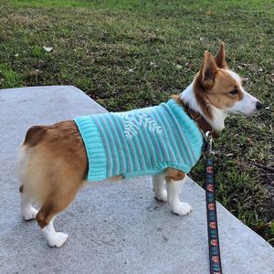 Corgi dressed in a sweater