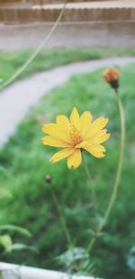 Close-up of yellow cosmos flower