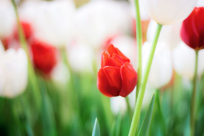 Close-up of red tulip flowers on field