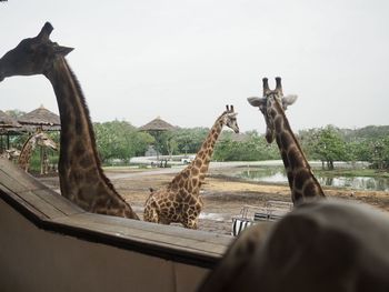 giraffe